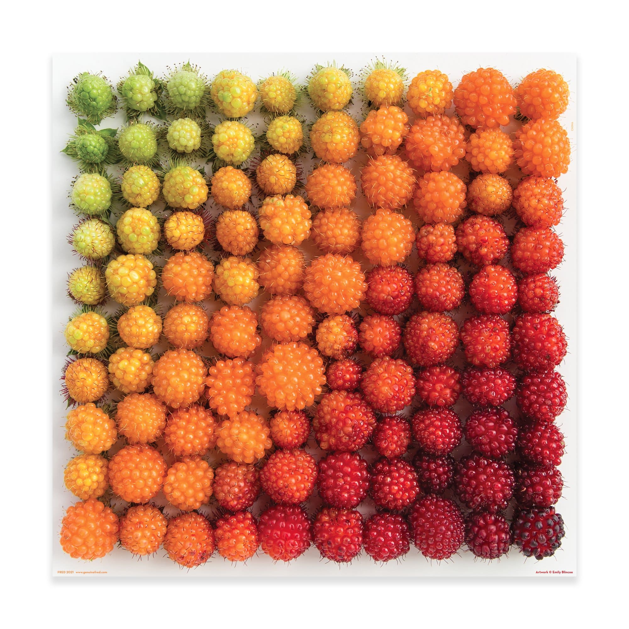 500 PIECE PUZZLE: SALMONBERRIES